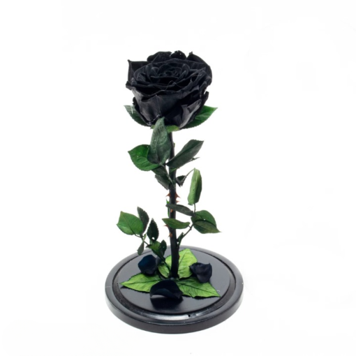 Вечна черна роза в стъкленица